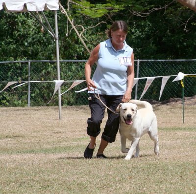 Labrador Retreiver