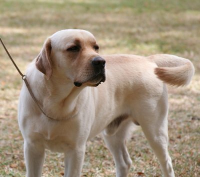 Labrador Retreiver