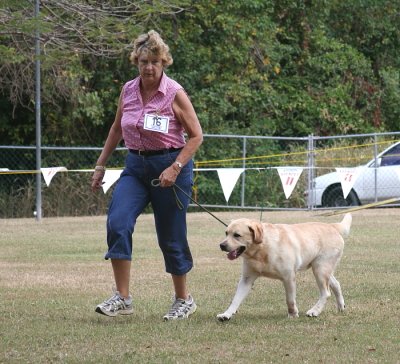 Labrador Retreiver