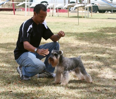 Miniature Schnauzer