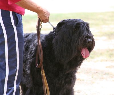 Bouvier Des Flandres