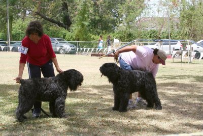 Bouvier Des Flandres