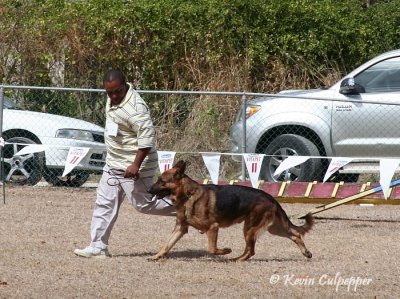 German Shepherd