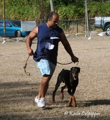 Doberman Pinscher