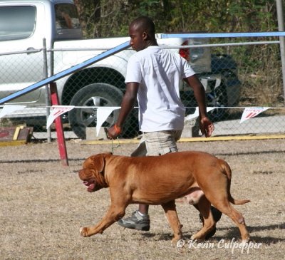 Dogue De Bordeaux