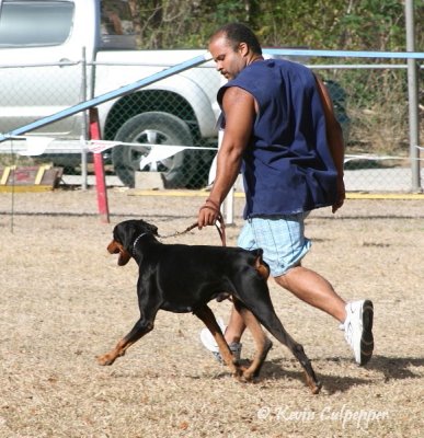 Doberman Pinscher