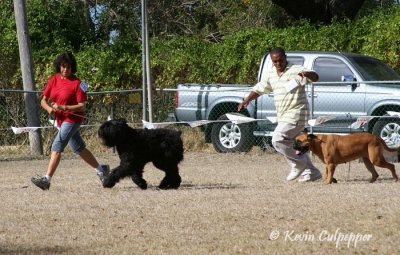 Bouvier Des Flandres, Bull Mastiff