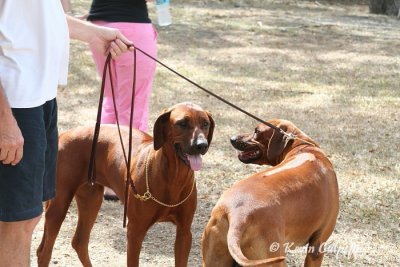 Rhodesian Ridgeback