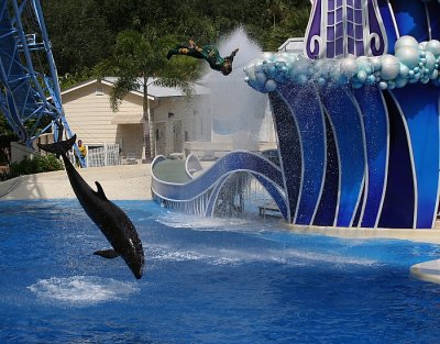 False Killer Whale Double Dive