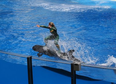 Surfing a False Killer Whale