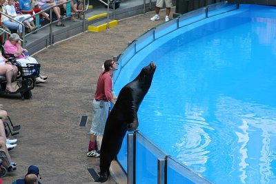 Sea Lion Show