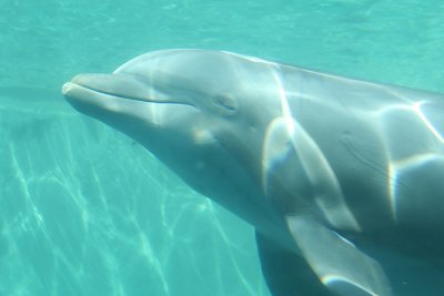 Dolphin