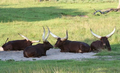 Ankole-Watusi Cattle