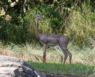 Gerenuk