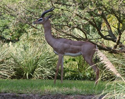 Gerenuk