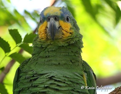Orange-Winged Amazon Parrot