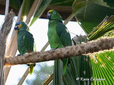 Orange-Winged  and Yellow-Crowned Amazon Parrots