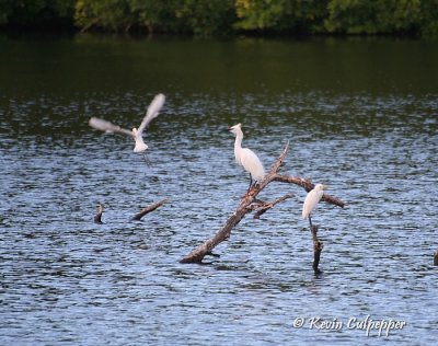 Cattle Egrets