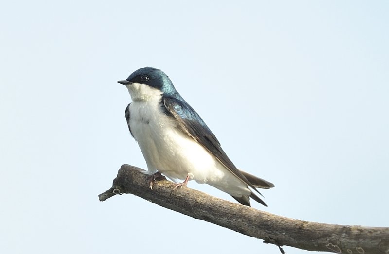 Tree Swallow