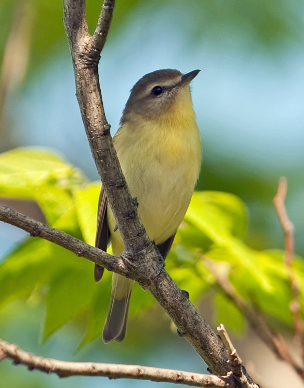 Philadelphia Vireo