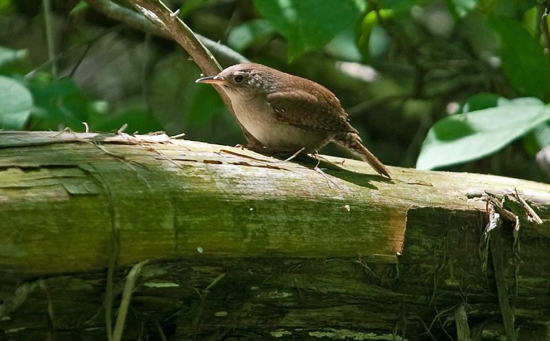 Winter Wren