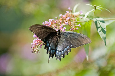 Eastern Tiger Swallowtail (Dark Morph)