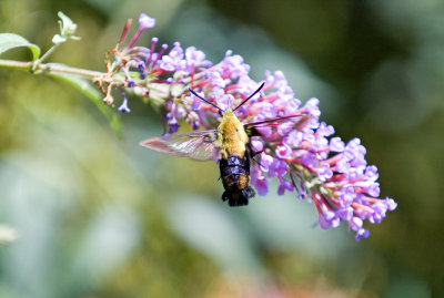 Hummingbird Clearwing Moth