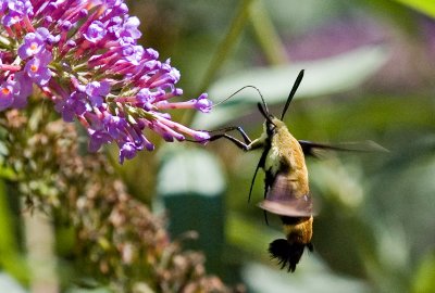 Hummingbird Clearwing Moth