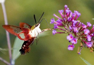 Snowberry Clearwing Moth