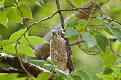 Coopers Hawk