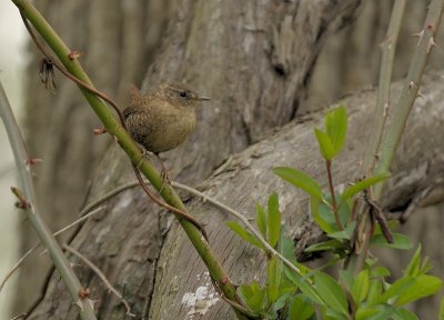 Winter Wren