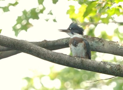 Belted Kingfisher (Female)
