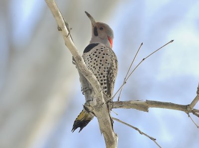 Yellow-shafted Northern Flicker (Male)