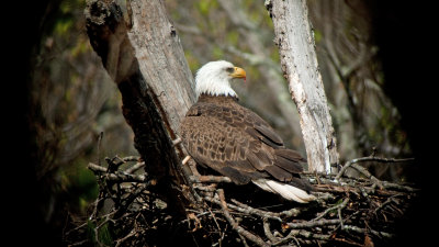 Bald Eagle (Female)