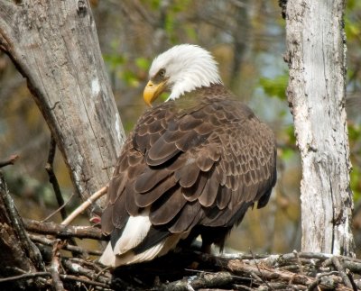 Bald Eagle (Female with Single Chick)