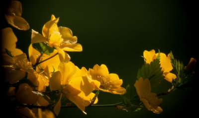 Spring Yellow