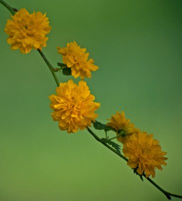Spring Yellow - Japanese Kerria