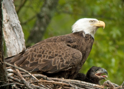 Mother Bald Eagle with single Chick