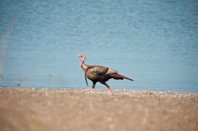 Turkey-on-the-Beach