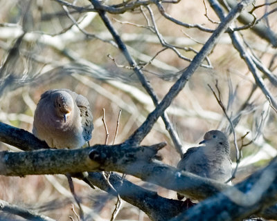 Pair of Mourning Doves