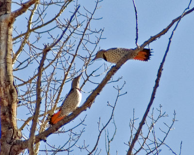 Northern Flickers - Red-shafted pair