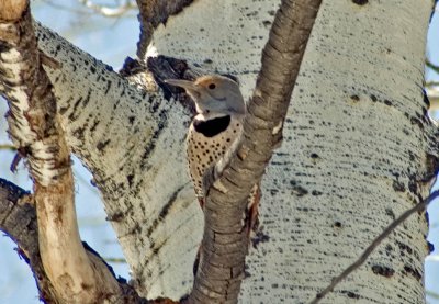 Northern Flicker - Red-shafted (Female)