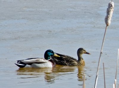 Pair of Mallard Ducks