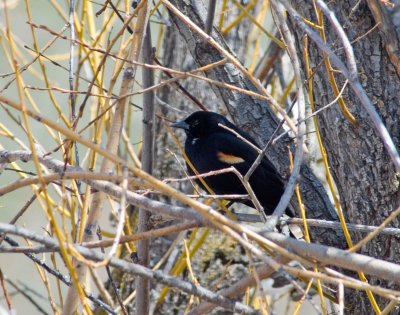 Red-winged Blackbird Guarding his Domain
