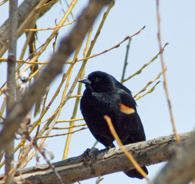 Male Red-Winged