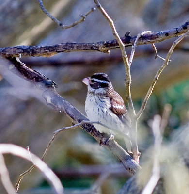 Female Rose-Breasted Grosbeak