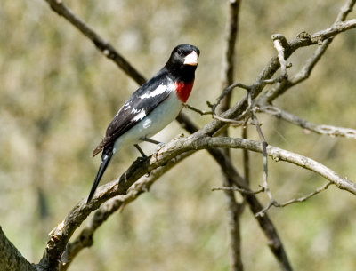 Male Rose-Beasted Grosbeak