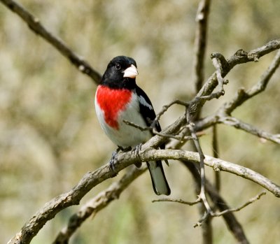 Male Rose-Breasted Grosbeak