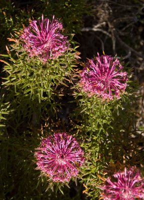 DSC_2250.jpg