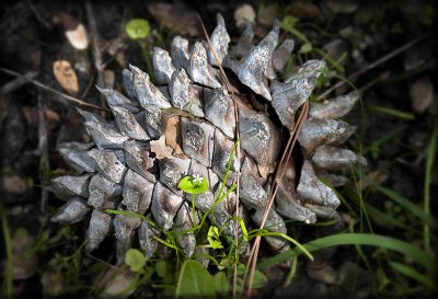 Pinecone & Flower